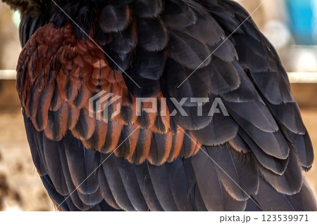 英名はハリスホークと言われるモモアカノスリの羽造形 123539971