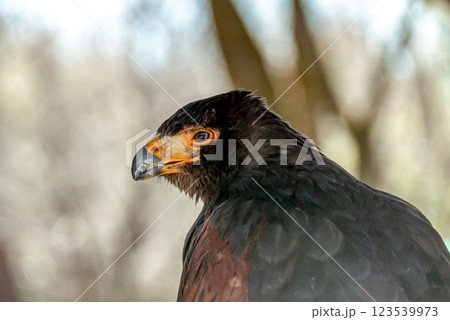 英名はハリスホークと言われるモモアカノスリの精悍な顔立ち 123539973