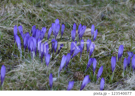 Crocus flowers on a meadow outside, springtime 123540077