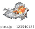 金魚 123540125