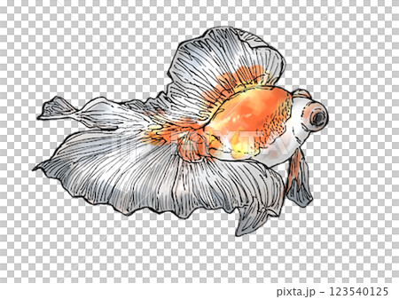 金魚 金魚 123540125