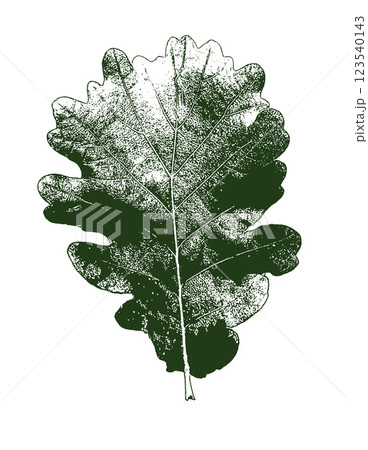 White and green oak leaf on a white background 123540143