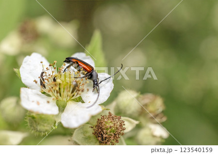 Stenurella melanura is a flower longhorn beetle species of the family Cerambycidae, Stenurella melanura is a flower longhorn beetle species of the family Cerambycidae, 123540159