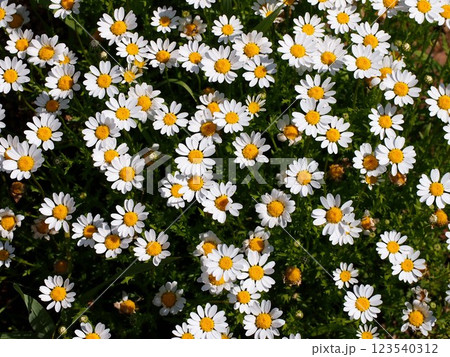 ノースポールいっぱい!(春の日差しを浴びた白い小菊) ノースポールいっぱい!(春の日差しを浴びた白い小菊) 123540312