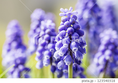 青いムスカリの花 青いムスカリの花 123540318