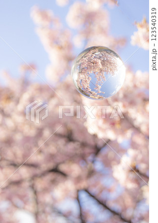 レンズボール越しの桜 レンズボール越しの桜 123540319