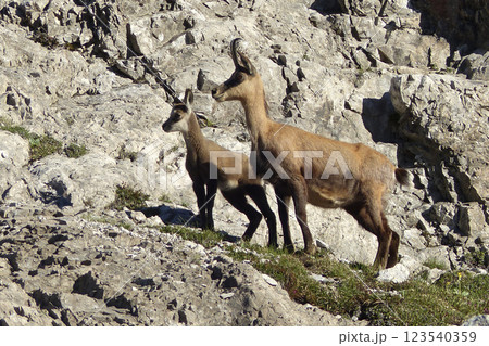 Chamois in the Karwendel Mountains in Austria 123540359