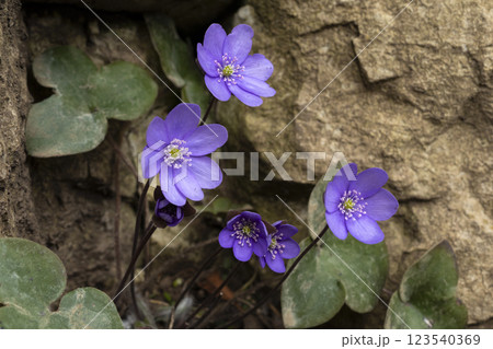 Blue hepatica in the forest Blue hepatica in the forest 123540369