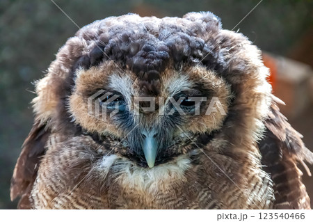 メガネを掛けているようなメガネフクロウ【フクロウ科】 123540466