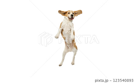 Lively purebred beagle in mid-jump, expressing playfulness and happiness, with front paws lifted and eyes focused forward against white studio background. 123540893