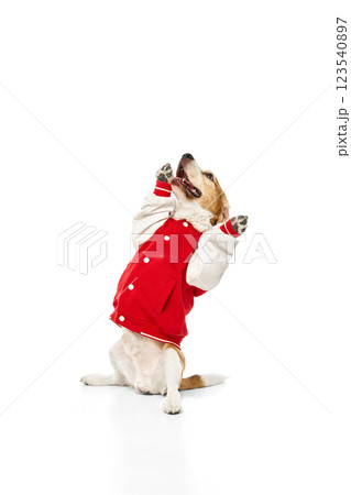 Expressive, purebred beagle in red jacket sitting upright with paws raised, looking upwards against white studio background. 123540897
