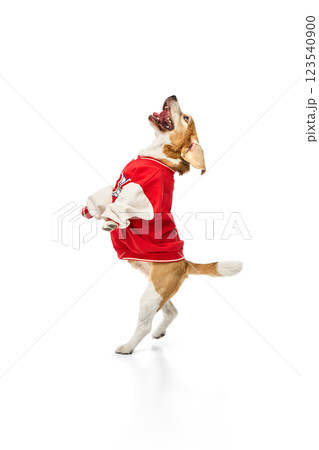 Joyful purebred beagle in red jacket jumping with excitement, front paws lifted, as he dancing, against white studio background. 123540900