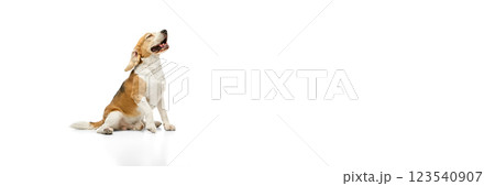 Banner. Beagle sitting with head raised, mouth slightly open, eyes closed in relaxed posture against white background with negative space. 123540907