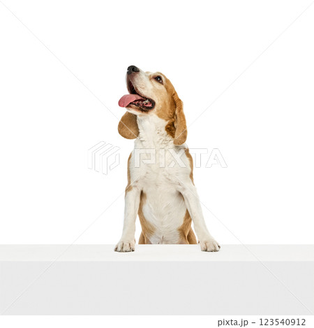 Happy, purebred beagle leaning on surface with tongue out, looking up with curiosity against white studio background. Happy, purebred beagle leaning on surface with tongue out, looking up with curiosity against white studio background. 123540912