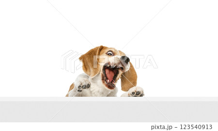 Purebred beagle peeking over surface with wide-open mouth, showing playful surprise against white studio background. 123540913