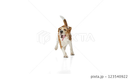 Energetic young purebred pet, funny beagle running with open mouth expressing happiness and playfulness against white studio background. Energetic young purebred pet, funny beagle running with open mouth expressing happiness and playfulness against white studio background. 123540922