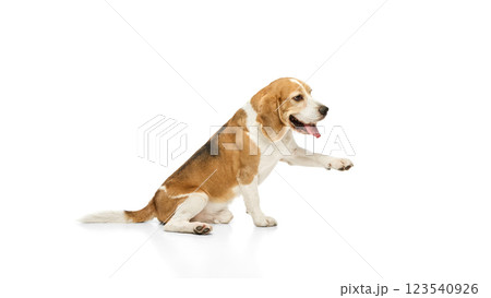 Purebred beagle, with tongue out lifting paw while sitting, engaging in playful interaction against white studio background 123540926