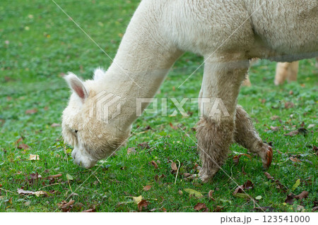 Curious alpaca exploring a lush green pasture surrounded by fallen leaves on a tranquil afternoon in an idyllic rural setting Curious alpaca exploring a lush green pasture surrounded by fallen leaves on a tranquil afternoon in an idyllic rural setting 123541000