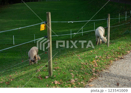 Grazing sheep enjoy a serene afternoon in a lush green field along a quiet country road, surrounded by the sounds of nature and gentle rustling leaves 123541009