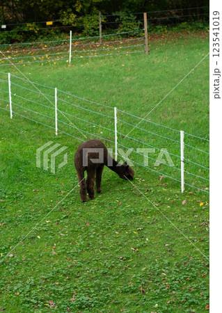 Curious brown alpaca grazing on lush green grass near a white fence at a tranquil countryside farm in early autumn Curious brown alpaca grazing on lush green grass near a white fence at a tranquil countryside farm in early autumn 123541019