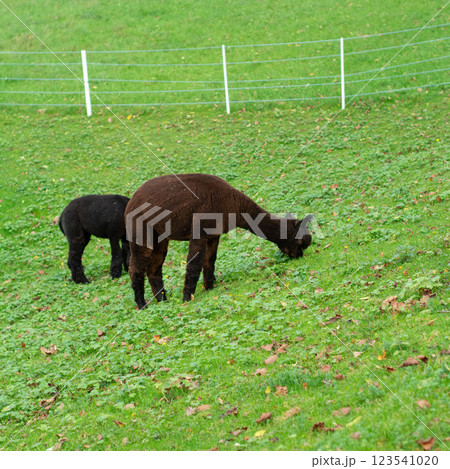 Two gentle alpacas graze peacefully on a lush green pasture surrounded by a white fence during a calm morning in an idyllic countryside setting 123541020
