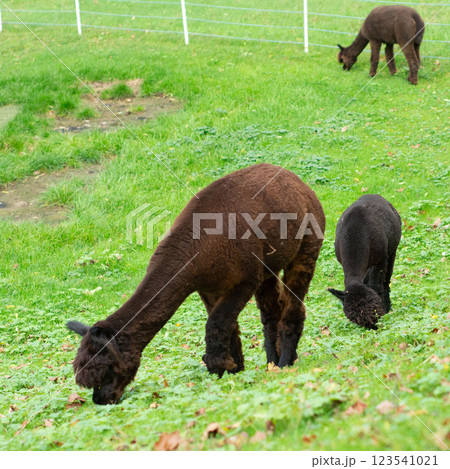 Alpacas grazing peacefully in a lush green pasture on a tranquil afternoon in the countryside, showcasing their gentle nature and unique features in a serene landscape Alpacas grazing peacefully in a lush green pasture on a tranquil afternoon in the countryside, showcasing their gentle nature and unique features in a serene landscape 123541021