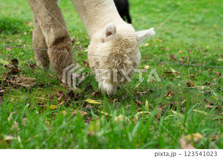Alpaca grazing peacefully on lush green grass surrounded by autumn leaves on a serene day in a rural landscape 123541023