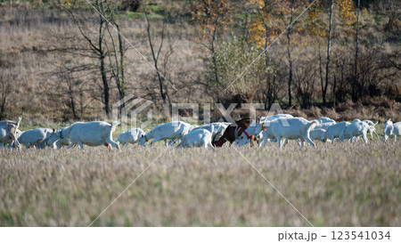 Herd of goats foraging in a golden field under a clear autumn sky surrounded by trees, capturing the essence of rural tranquility and nature's beauty Herd of goats foraging in a golden field under a clear autumn sky surrounded by trees, capturing the essence of rural tranquility and nature's beauty 123541034