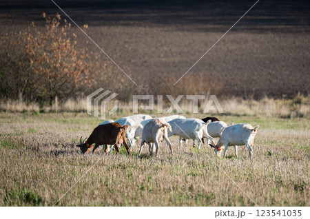 Goats grazing peacefully in a golden field under a clear sky during the tranquil afternoon hours of autumn near rolling hills 123541035