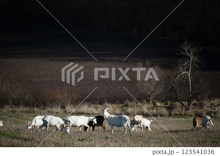 Goats grazing peacefully in a lush meadow under the warm afternoon sunlight amidst a backdrop of rolling hills and distant trees Goats grazing peacefully in a lush meadow under the warm afternoon sunlight amidst a backdrop of rolling hills and distant trees 123541036