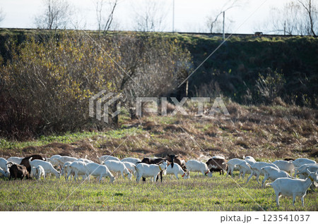Gentle goats grazing peacefully in a sunlit meadow during late afternoon in a serene rural landscape surrounded by trees and distant hills 123541037