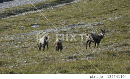 Herd of Chamois at Karwendel Hohenweg, Austria 123541104