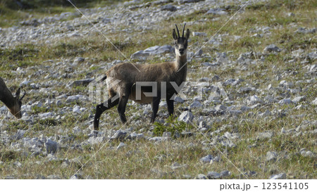 Chamois at Karwendel Hohenweg, Austria 123541105