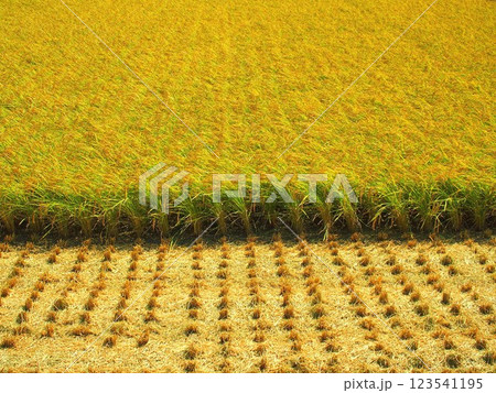晩夏の収穫前の豊作の田んぼと収穫の済んだ田んぼ風景 123541195