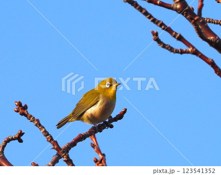 開花前の桜の枝にとまるメジロ 開花前の桜の枝にとまるメジロ 123541352