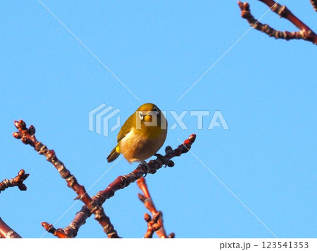 開花前の桜の枝にとまるメジロ 開花前の桜の枝にとまるメジロ 123541353