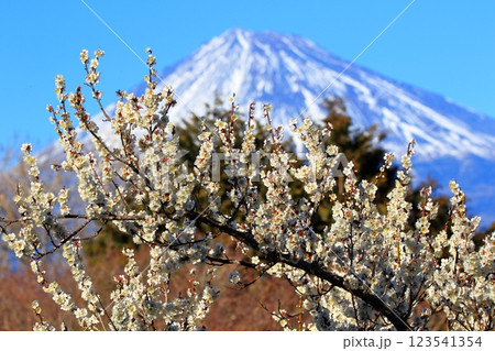 梅の花と富士山 梅の花と富士山 123541354