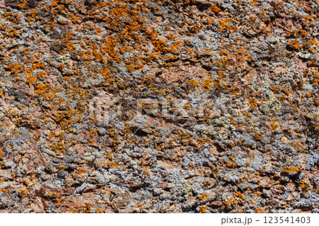 Xanthoria wallis on rocks in the mountains. colored lichen on rock. texture of moss on granite Xanthoria wallis on rocks in the mountains. colored lichen on rock. texture of moss on granite 123541403