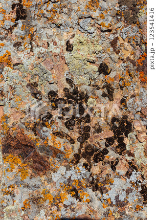 Xanthoria wallis on rocks in the mountains. colored lichen on rock. texture of moss on granite Xanthoria wallis on rocks in the mountains. colored lichen on rock. texture of moss on granite 123541416