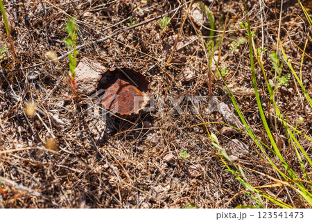 an old metal soda lid in nature. Garbage after tourists in the mountains 123541473