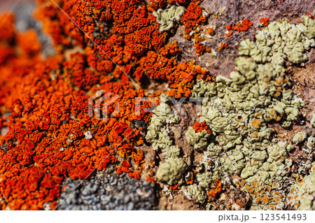 Xanthoria wallis on rocks in the mountains. colored lichen on rock. texture of moss on granite 123541493