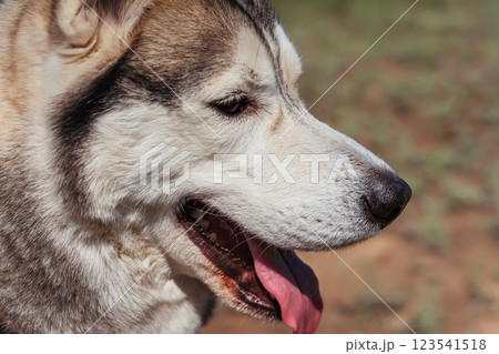 the eyes of a fluffy dog. The eyes of a husky sled dog 123541518