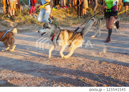 a sports race of athletes with their dogs. charity run with personal pets on 123541545