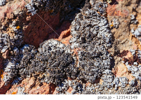 Xanthoria wallis on rocks in the mountains. colored lichen on rock. texture of moss on granite 123541549