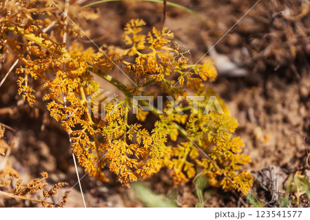 flowering grass in the mountains of Almaaty. yellow flowers in the steppe of Kazakhstan 123541577