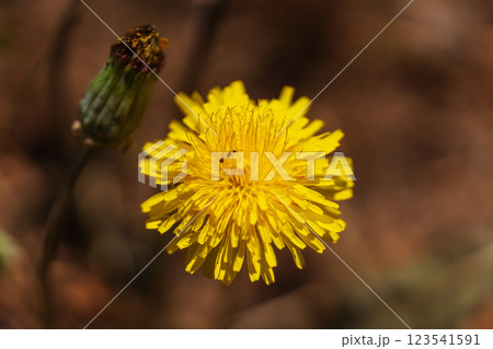 flowering grass in the mountains of Almaaty. yellow dandelion flowers in the steppe of Kazakhstan 123541591