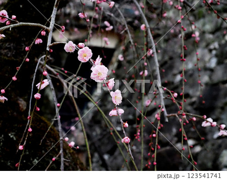 高知城の石垣と枝垂れ梅(梅の段のピンクのウメの花のクローズアップ) 高知城の石垣と枝垂れ梅(梅の段のピンクのウメの花のクローズアップ) 123541741