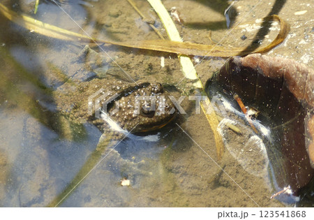 Portrait of a frog Portrait of a frog 123541868
