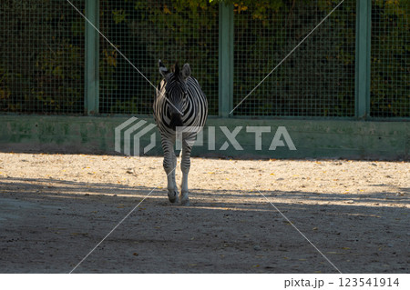 Zebra Zoo Enclosure Autumn: Captive Plains Zebra walking in zoo enclosure during autumn, likely for conservation or exhibition. 123541914