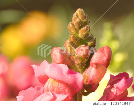 朝日を浴びる金魚草 123541947